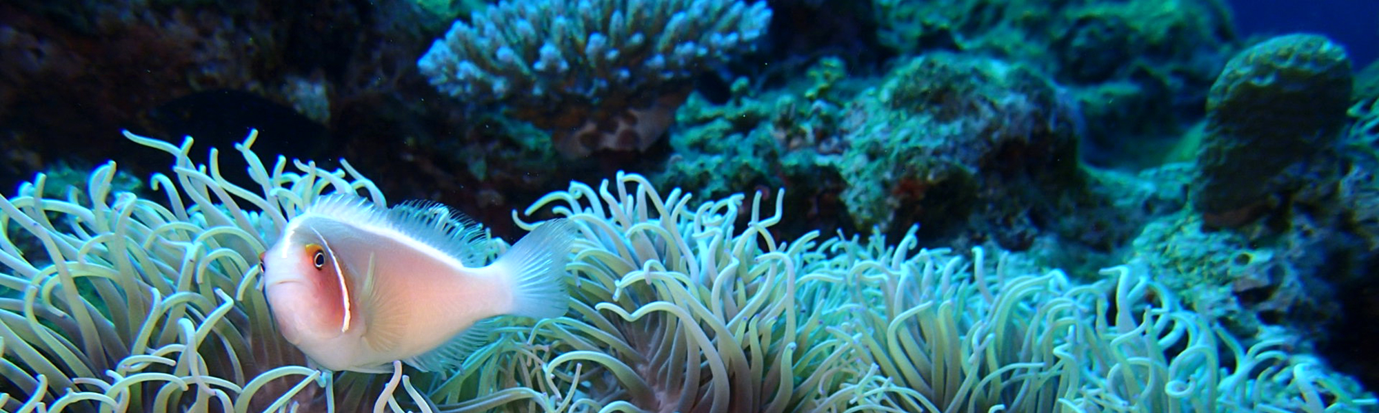 シュノーケリング