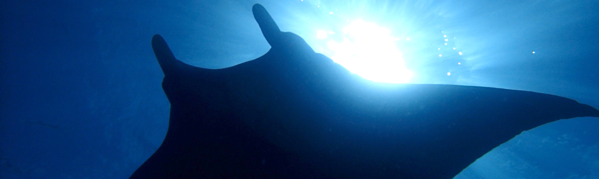 オープンウォーターコース