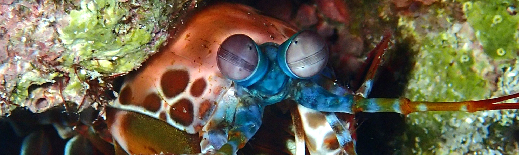 ライセンス取得コース -  MSDコース（マスタースクーバーダイバー）