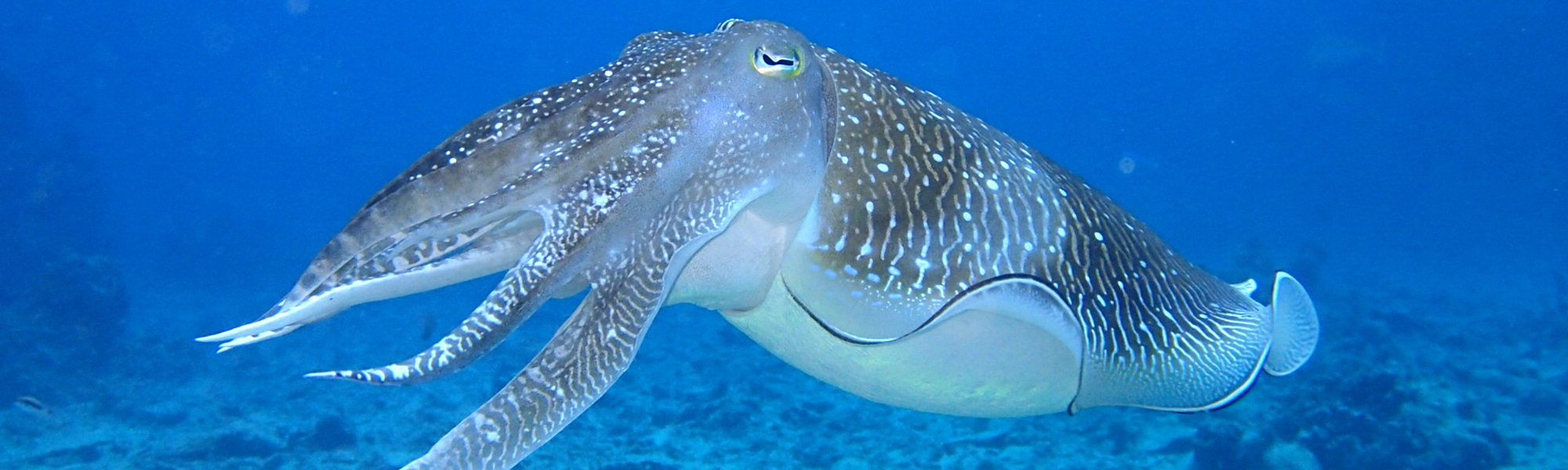 ライセンス取得コース - E.F.Rアップデートコース（2年に1度必要）