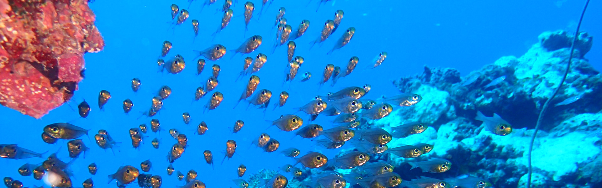 ライセンス取得コース - E.F.Rコース（CPR・AED・First Aidコース