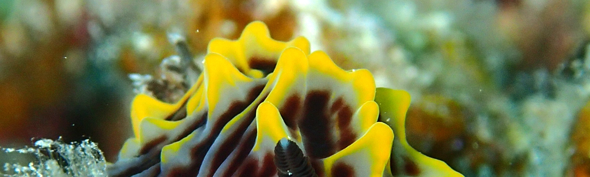 ライセンス取得コース - アドヴァンスドオープンウォーターコース