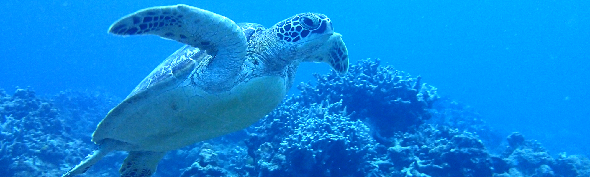 ライセンス取得コース - レスキューダイバーコース