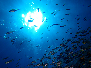 ダイビングコンセプト